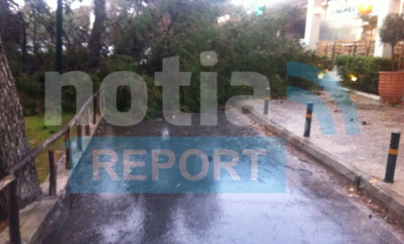 ΦΩΤΟ-Ξεριζώθηκαν δέντρα στη Βουλιαγμένη