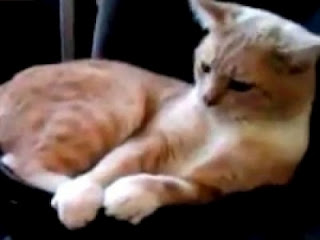 ΒΙΝΤΕΟ: Η πιο… μπιτάτη γάτα