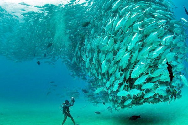 Ανεμοστρόβιλος… ψαριών «τύλιξε» φωτογράφο