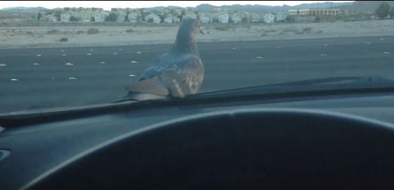 ΒΙΝΤΕΟ:Το περιστέρι… λαθρεπιβάτης