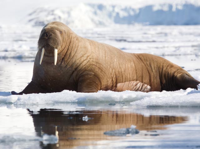 Θαλάσσιοι ελέφαντες «αποκρυπτογραφούν» την Ανταρκτική