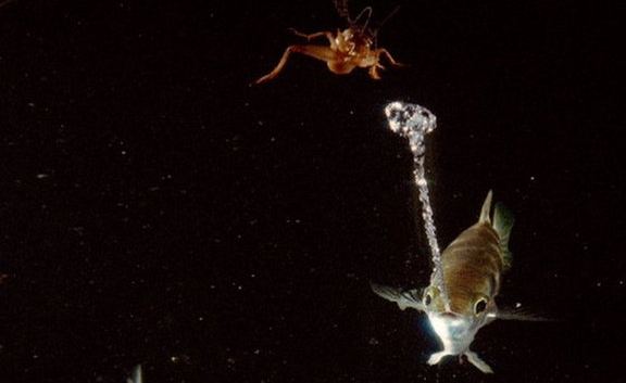 ΒΙΝΤΕΟ-Το ψάρι… νεροπίστολο