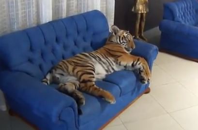 ΒΙΝΤΕΟ-Τίγρης “αράζει” στον καναπέ