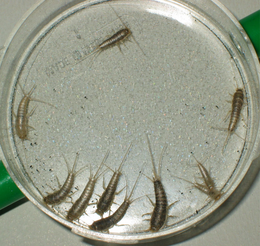 Με τι τρέφεται το έντομο… ψαράκι;