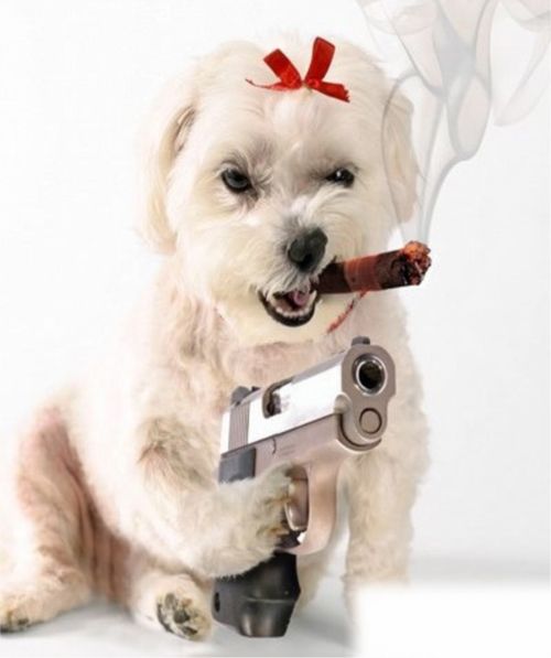 Σκύλος πυροβόλησε το αφεντικό του