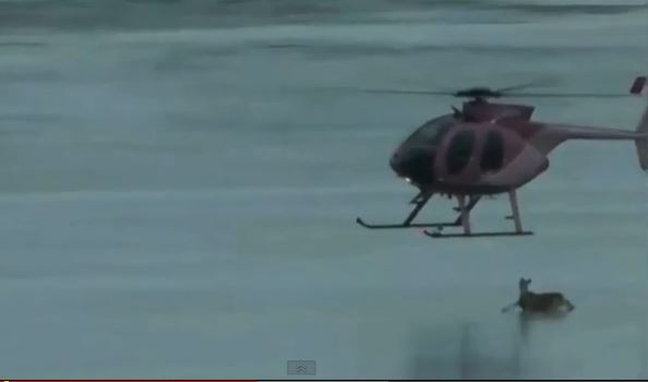 ΒΙΝΤΕΟ-Διάσωση ελαφιού με ελικόπτερο