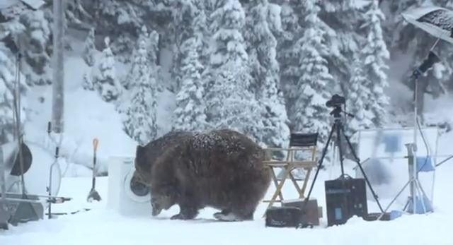 ΒΙΝΤΕΟ:Αρκούδα διέκοψε γύρισμα