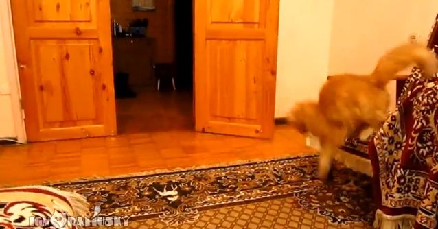 ΒΙΝΤΕΟ:Η γάτα που πηδάει με τον… Μάριο