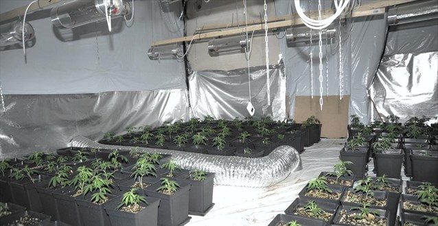 Εργαστήριο καλλιέργειας κάνναβης στο Παλαιό Φάληρο