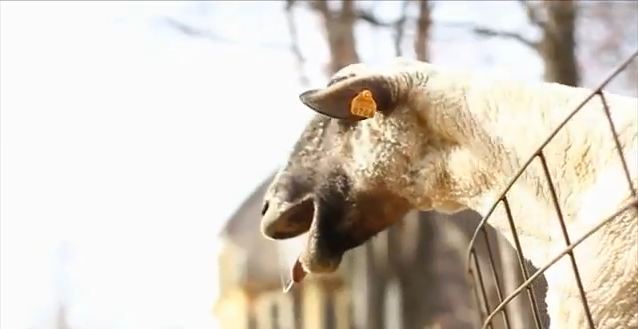 Όταν τα ζώα μιμούνται και φωνάζουν