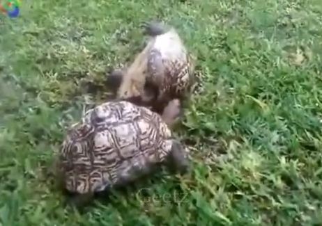ΒΙΝΤΕΟ-Μάθημα ζωής από 2 χελώνες