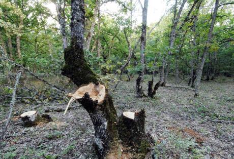 Πυροβόλησαν δασικούς υπαλλήλους