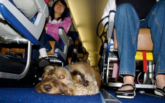 Όσκαρ, ο «παγκόσμιος» σκύλος