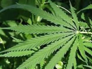 Βρήκαν δενδρύλλια στην αυλή του