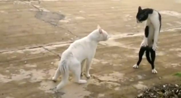 ΒΙΝΤΕΟ:Η γάτα του… καράτε