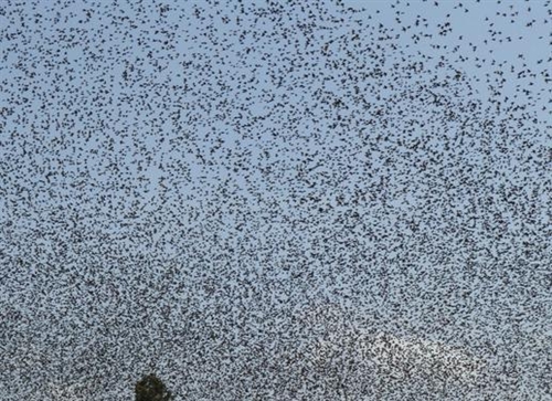 ΦΩΤΟ-Μαύρισαν τον… ουρανό