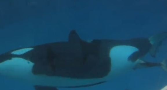 ΒΙΝΤΕΟ-Η γέννα της φάλαινας