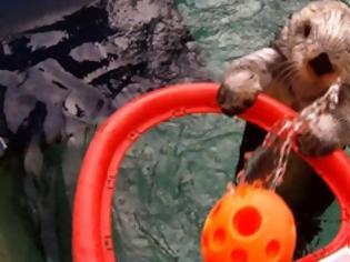 ΒΙΝΤΕΟ-Βίδρα καρφώνει με στυλ