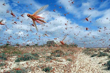 Επίθεση από ακρίδες στην Αίγυπτο