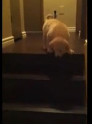 Η διαφορά της γάτας με τον σκύλο