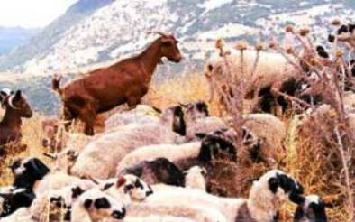 Οι κτηνοτρόφοι ζητούν να παραιτηθεί ο Τσαυτάρης