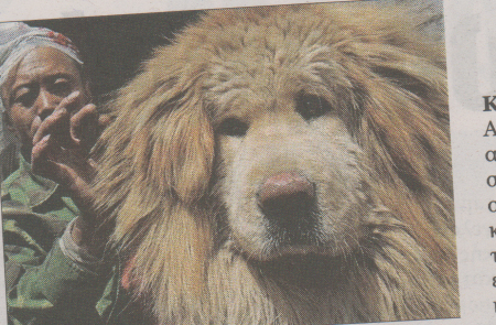 Έκανε λίφτινγκ στο… σκύλο του