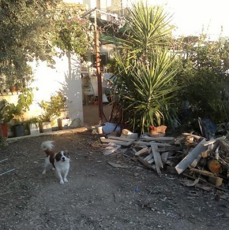 Σώθηκε σκύλος με 50 σκάγια