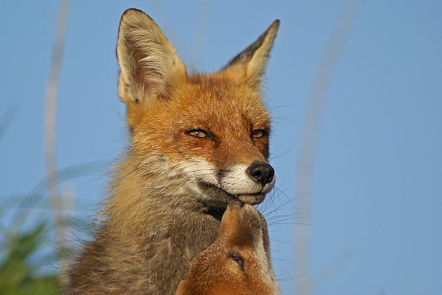 Αλεπού επιτέθηκε σε βρέφος