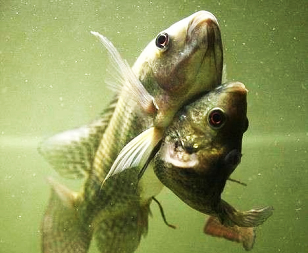 ΦΩΤΟ-Τα σιαμαία ψάρια!