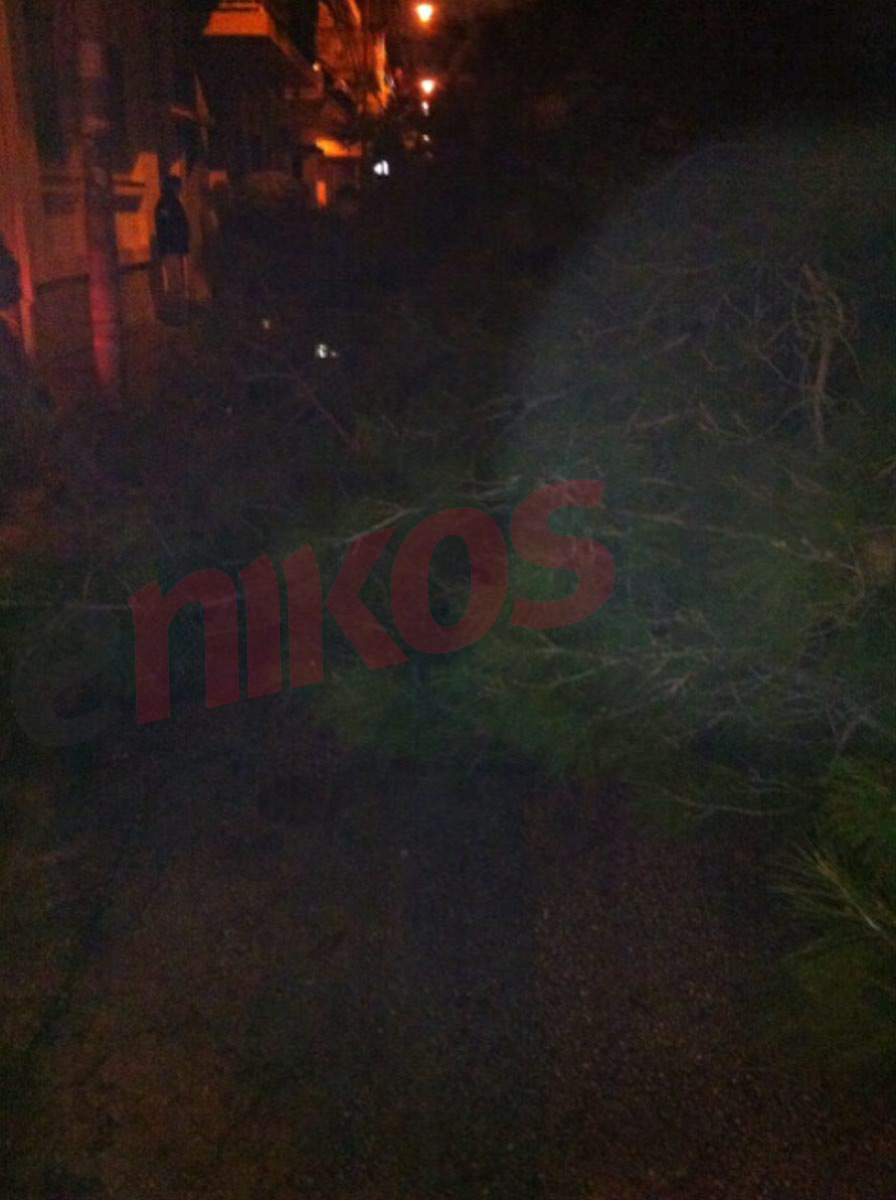 ΦΩΤΟ – Δέντρο στη μέση του δρόμου