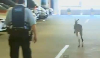 Η βόλτα του καγκουρό σε πάρκινγκ