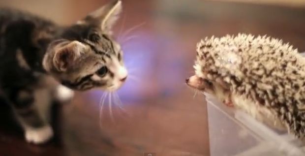 ΒΙΝΤΕΟ-Όταν η γάτα συνάντησε τον σκαντζόχοιρο