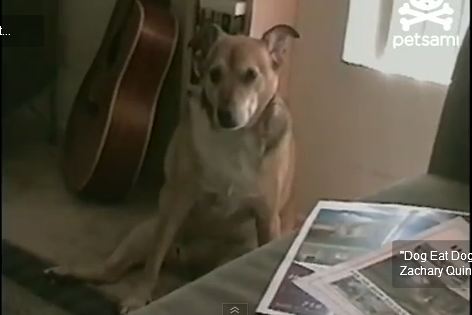 ΒΙΝΤΕΟ-Σκύλος κοιμάται όρθιος