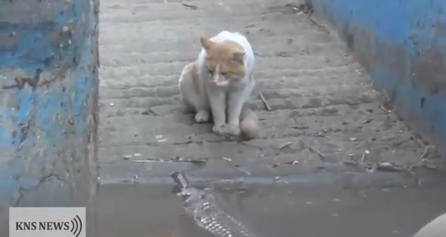 ΒΙΝΤΕΟ-Όταν η γάτα νίκησε τον κροκόδειλο