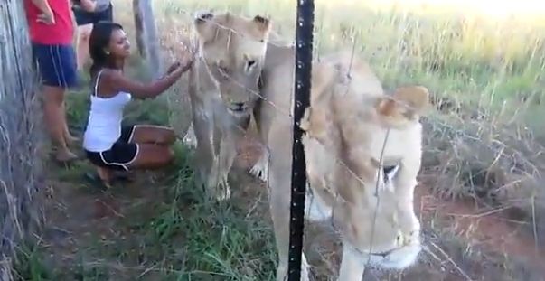 ΒΙΝΤΕΟ-Φιλάει τα λιοντάρια σαν να είναι…γάτες