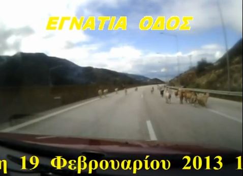 Βίντεο-Μπήκαν τα γίδια στην Εγνατία Οδό