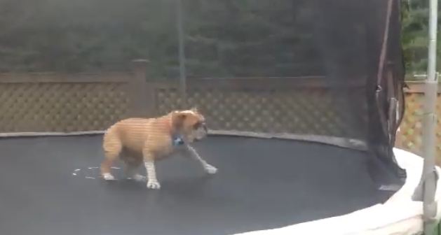ΒΙΝΤΕΟ-Ο σκύλος που λατρεύει το τραμπολίνο