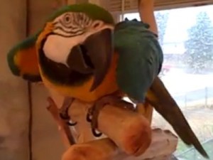 BINTEO: Απίστευτο γέλιο παπαγάλου