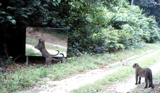 ΒΙΝΤΕΟ-Όταν η λεοπάρδαλη… είδε τον καθρέφτη