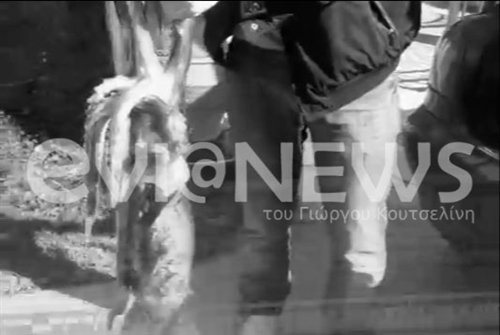 Πευκί: Έπιασε καλαμάρι γίγαντα