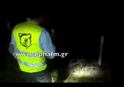 ΒΙΝΤΕΟ: Νεκρό αρκουδάκι στην Εγνατία