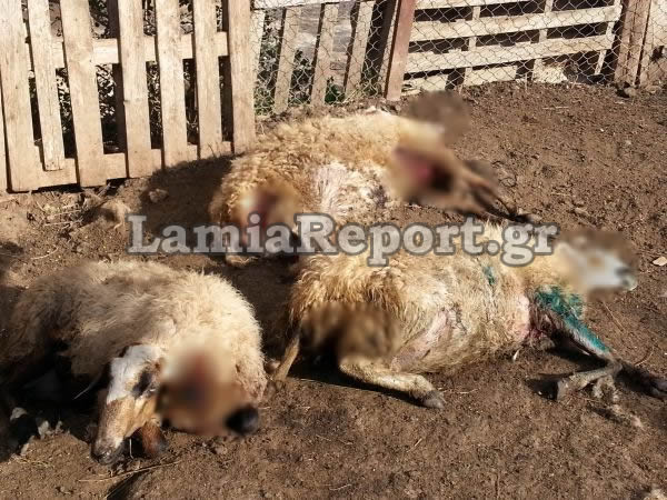 Σκυλιά κατασπάραξαν πρόβατα