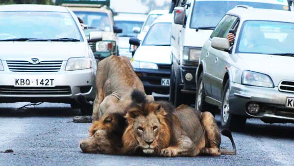 Βγήκαν λιοντάρια στους δρόμους