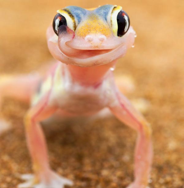 Το «μυστικό» της σαύρας palmato