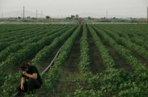 Τσιφλικάς-μαϊμού τσέπωσε 184 εκ.€