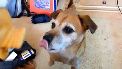 Τι «προκαλεί» αυτόν τον σκύλο;