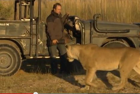 ΒΙΝΤΕΟ-Όταν σε …τσεκάρει το λιοντάρι