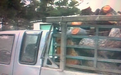 ΒΙΝΤΕΟ-Φορτηγό με 1,5 τόνο παράνομη ξυλεία