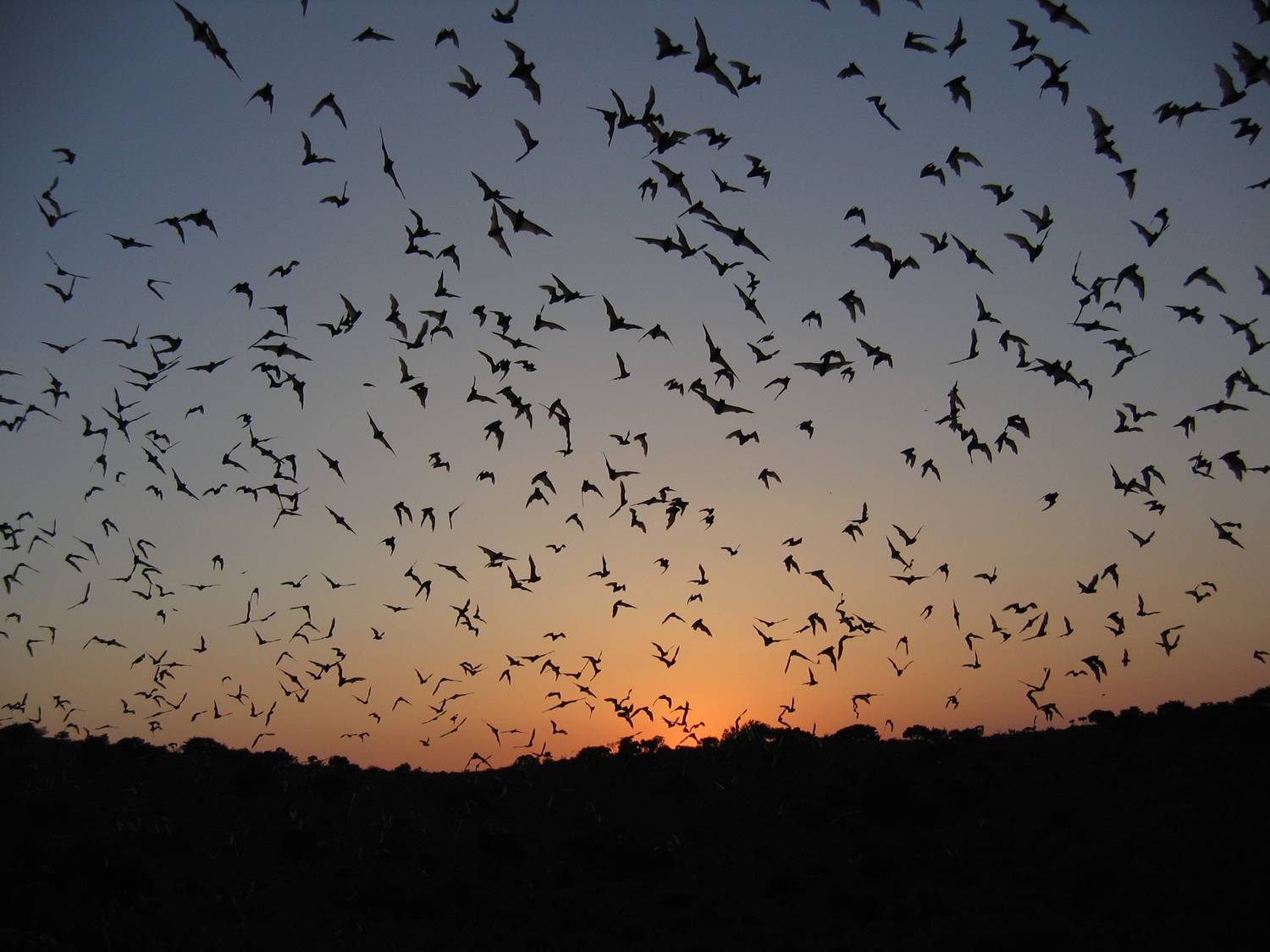 Πέθανε από δάγκωμα νυχτερίδας