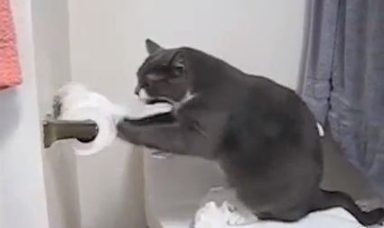 ΒΙΝΤΕΟ:Οι πιο σκανταλιάρες γάτες